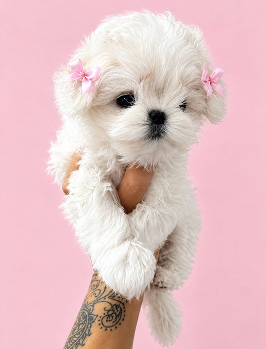 Bichon maltez mini toy bucuresti
