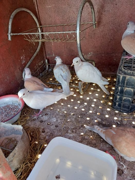 Turturele râzătoare motate