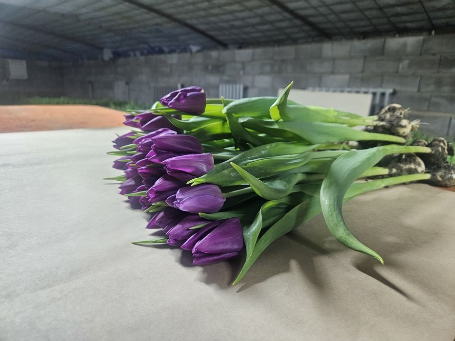 Цветы из собственной теплицы на 14 Февраля