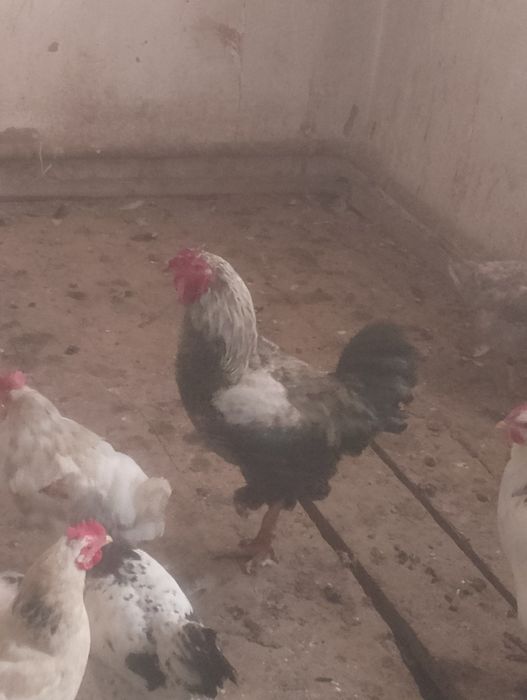 Кораз петух жас .