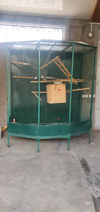 Попугай Жако, Jako totiqushi