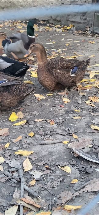 Rate rouen sălbatic