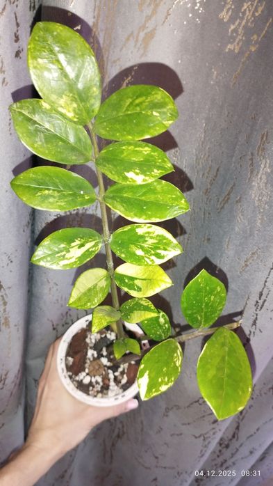 Продается Шикарный Замиокулькас вариегатный