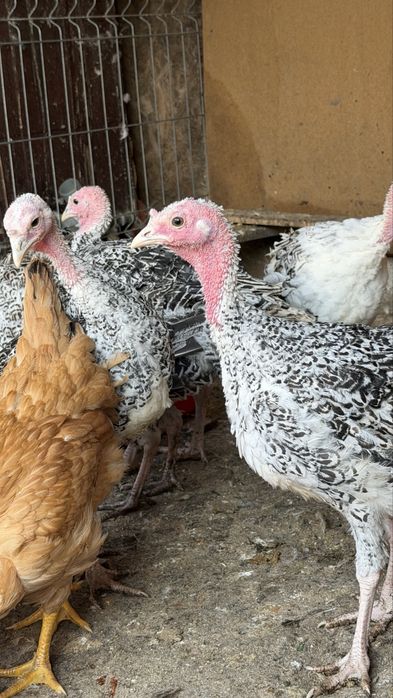 Vand pui de curca si de gaina crescuti bio