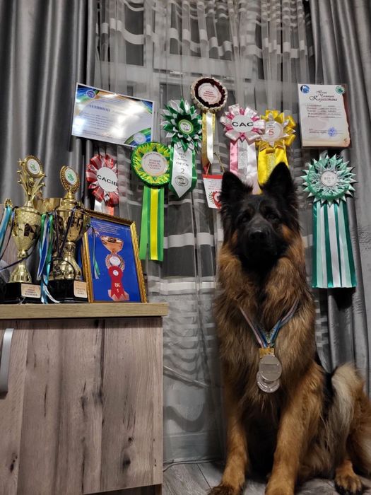 Кобель длинношерстной немецкой овчарки на вязку