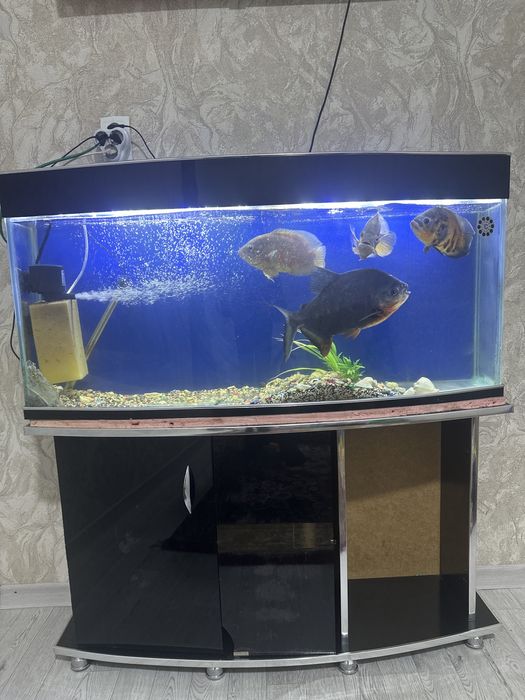 Akvarium sotiladi 200 L kamplekt