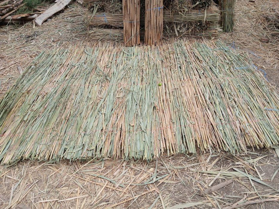 Qamish,Chiy,Bardan bor  !!!