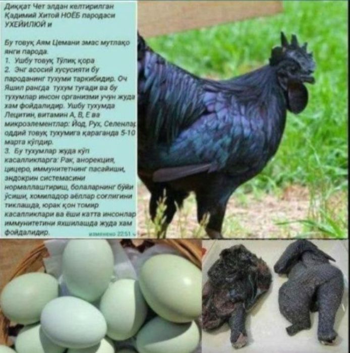 УХЕЙИЛЮЛ ТОЗА ЗОТЛИ Товук Тухамлари Сотилади