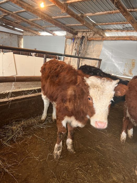 Продам тёлочек.