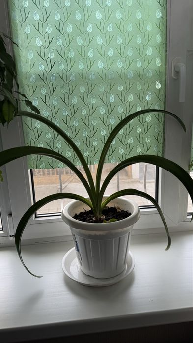 Комнатные цветы в горшке