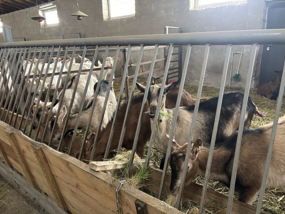 Табиғи ешкі сүті / Натуральное козье молоко