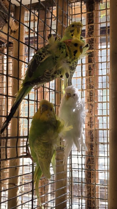 Попугай волнистые бабочка