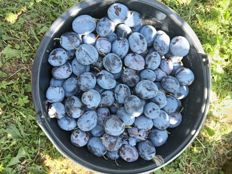 De vânzare prune