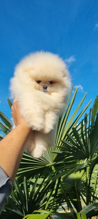 Померан померанче