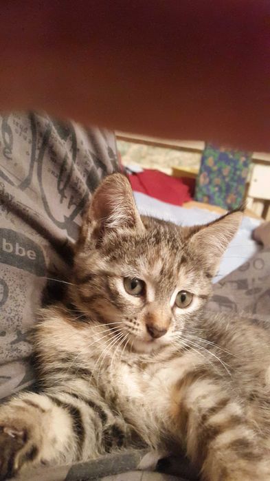 Кошечка ищет хорошего хозяина