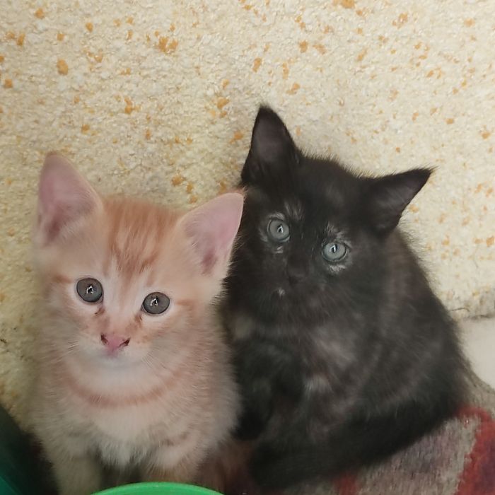 Отдам котят в хорошие руки