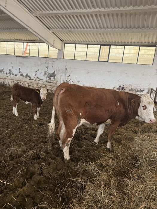 Vand vaca si doi vitei