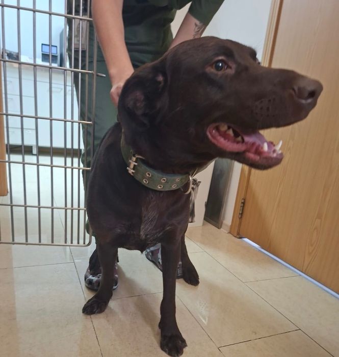 Найдена шоколадная собака