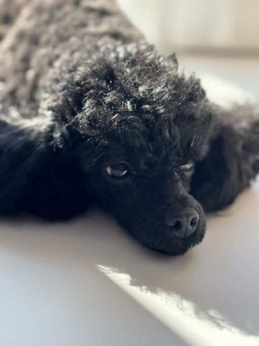 Той-пудель, девочка