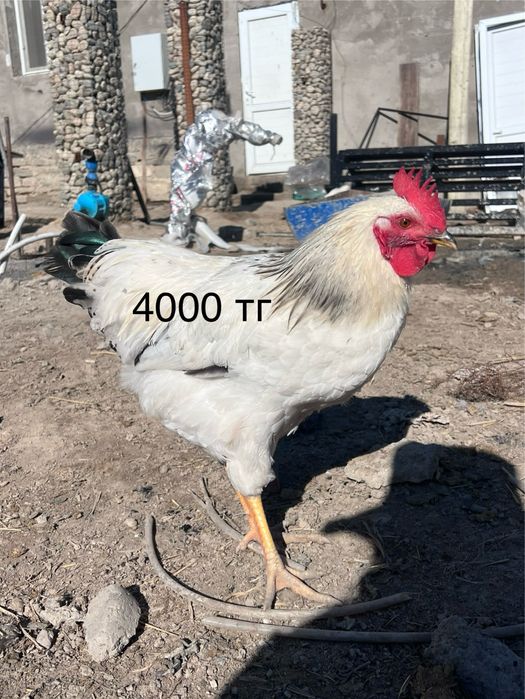 Петухи, молодые,