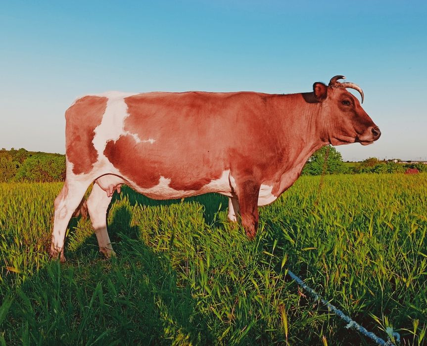 Vaca Gestanta 9 Luni