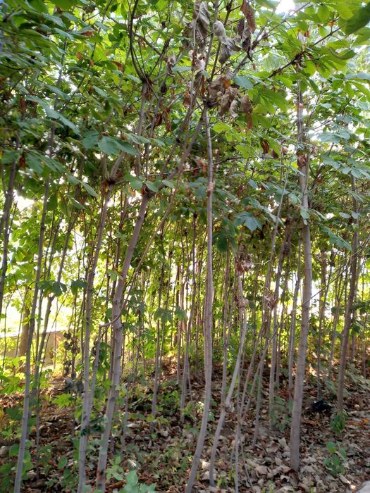 Каштаны есть от 2м до 5м количестве