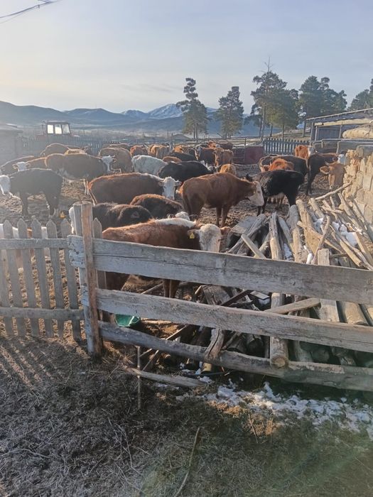 Сиыр / Коровы / Крупно рогатый скот