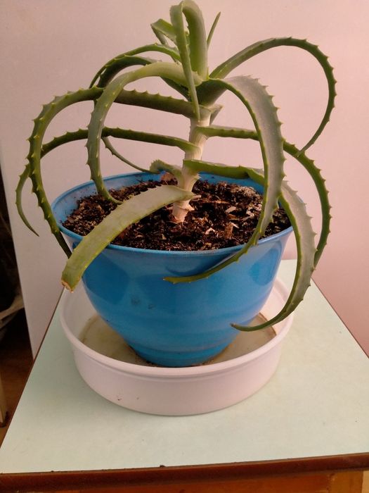 Комнатные (домашние) цветы