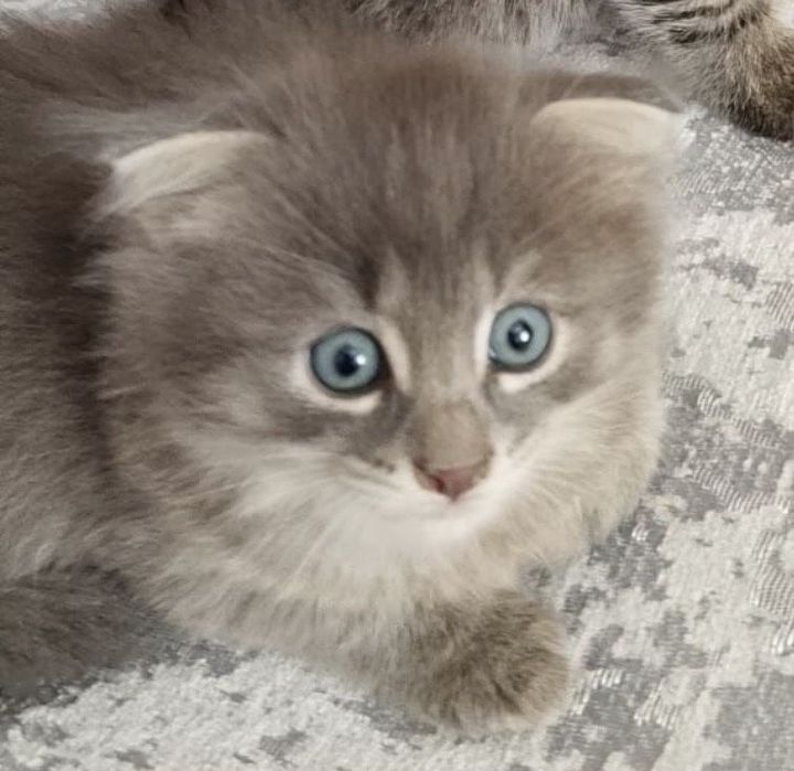 Вислоухий котёнок 1,5 мес мальчик