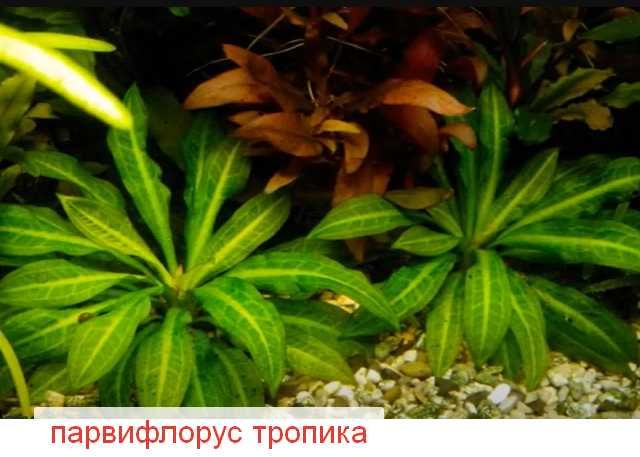аквариумные растения