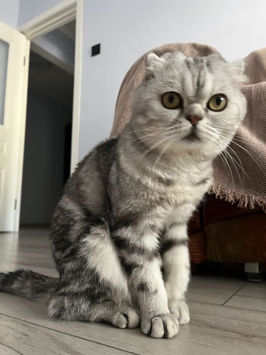 Вязка Мальчик Шотланец