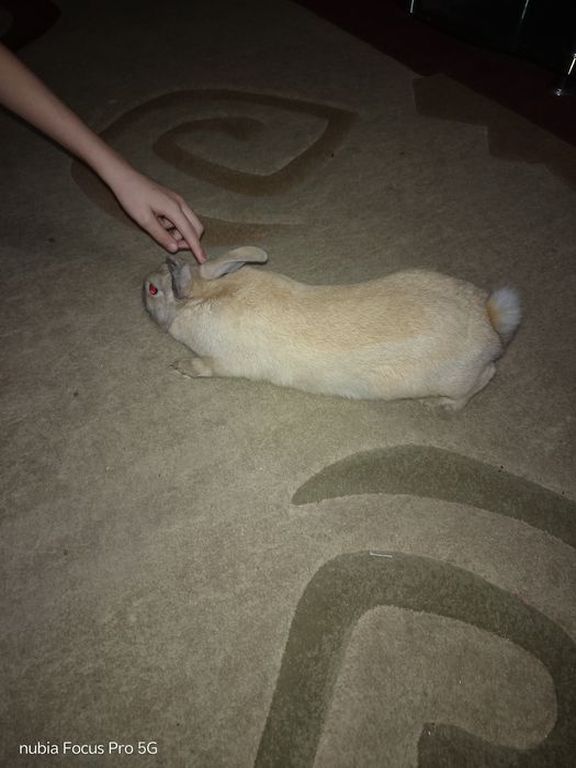 Продам кролика  вместе с клеткой