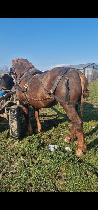 Vand cal armasar varsta 4 ani