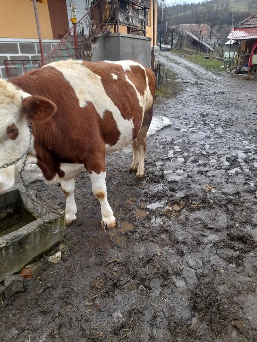 Vaca tanară la a 3 a fatare