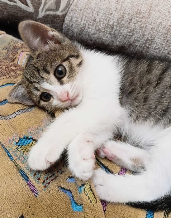 Котёнок девочка ищет дом