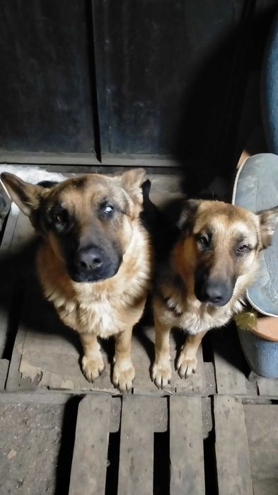 Щенки немецкой овчарки