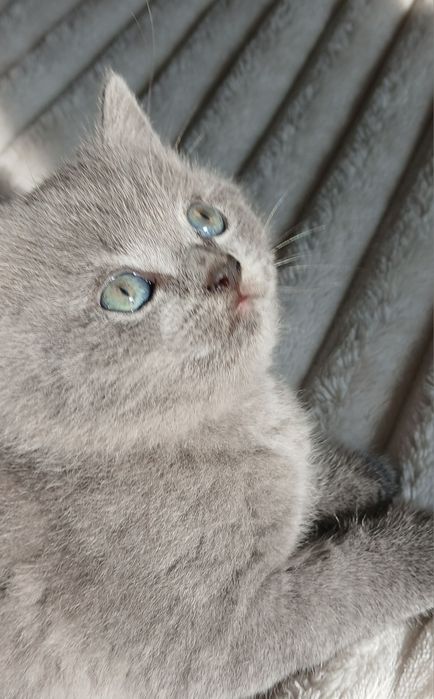 Продаются  породистые   котята голубые шиншилы Скотиш фолд и страйт.