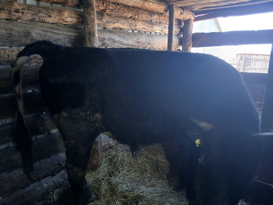 Бычки . Год три месяца