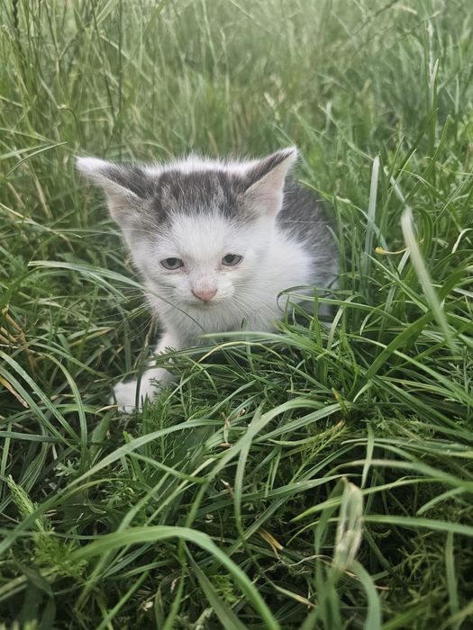 Ofer spre adopție acești pui de pisică, se atașează  repede și sunt foarte blânzi. Au două luni. Pentru mai multe informații  lăsați mesaj în privat!