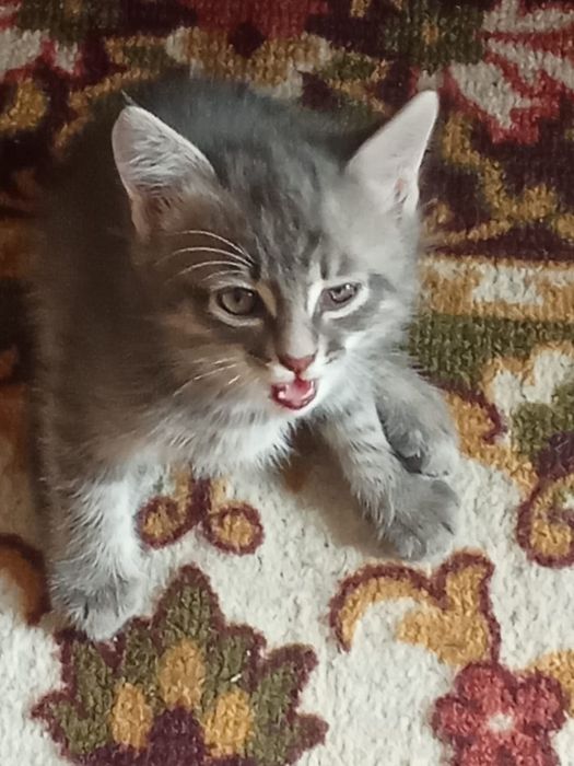 Котята  в добрые руки