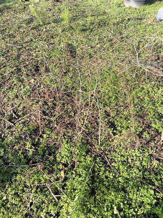 Хинап-китайска фурма -разсад