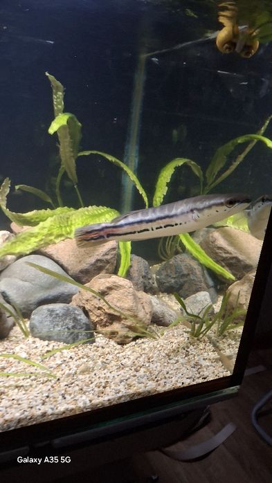 Красный змееголов