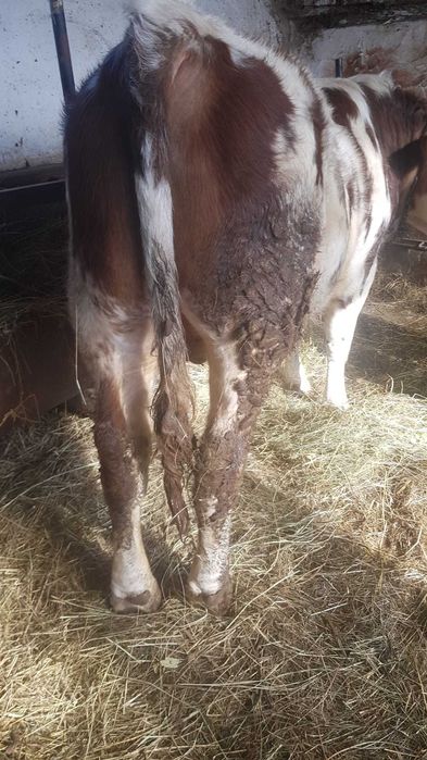 Vand vitel mai multe detalii la telefon