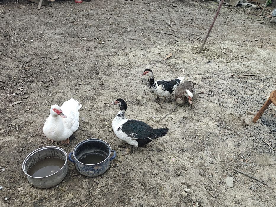 Vand rate mute leșești