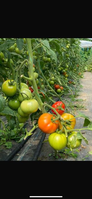 Răsaduri de legume și flori cu livrare în toată țara