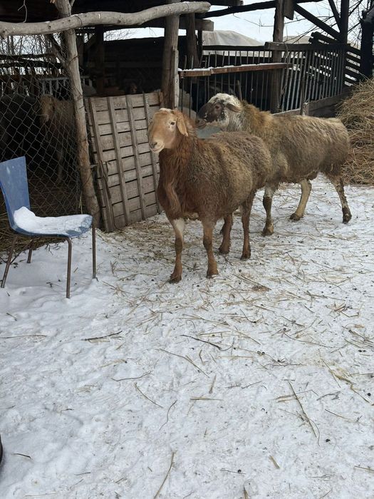 Кошкары продам продам