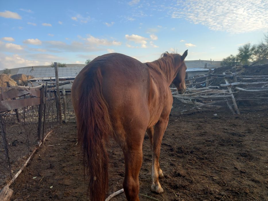 Продам справного жеребца