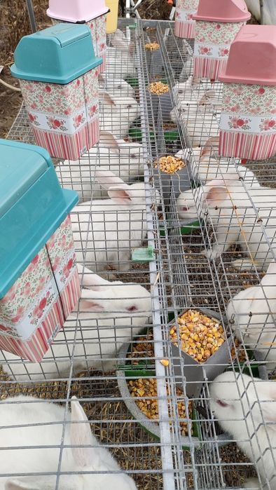 Vând femele mature de iepue  Pannon