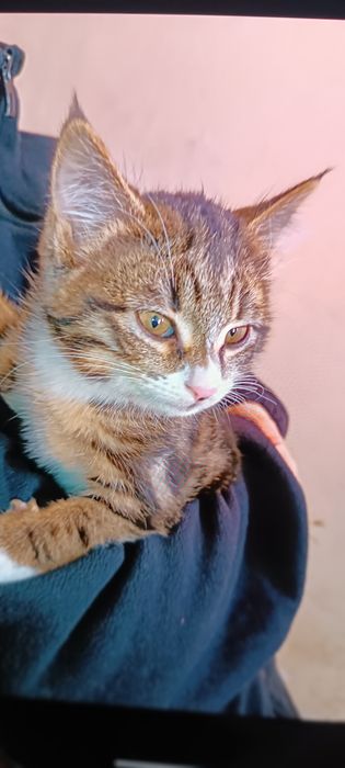 Отдам в хорошие руки