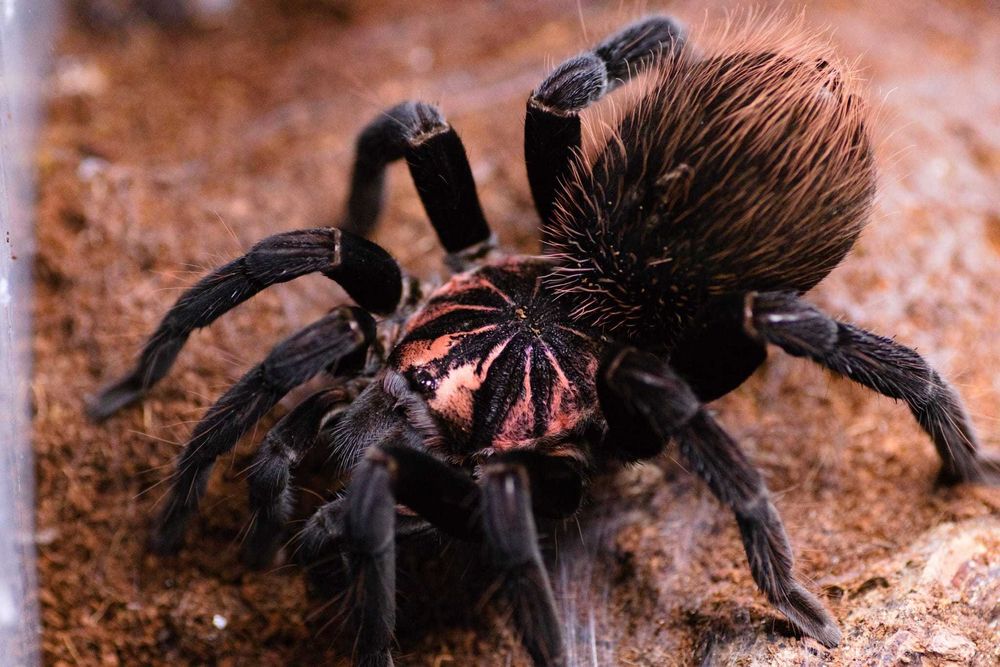 Tarantula Xenesthis immanis femela adulta